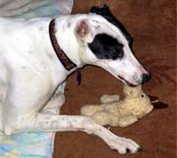 Click on image to see full-sized version Its time greyhound racing ended
