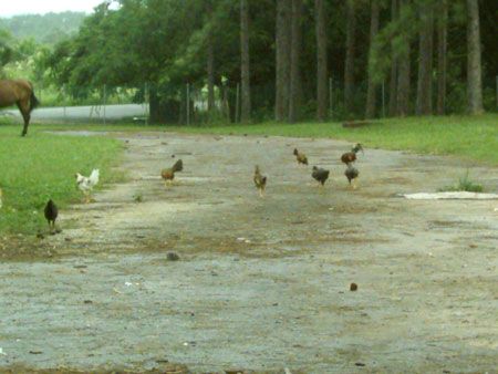 Chickens on the street