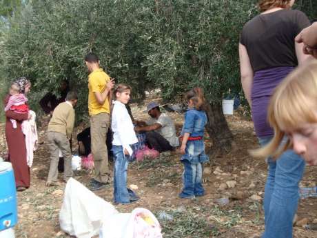 Click on image to see full-sized version Picking olives
