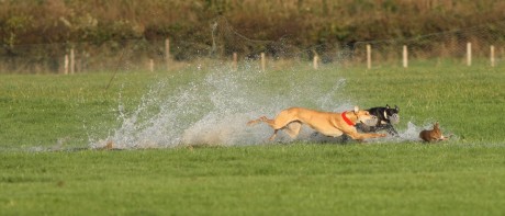 A hare is coused on a water-logged field...they are forced to perform in hail, rain, and snow.