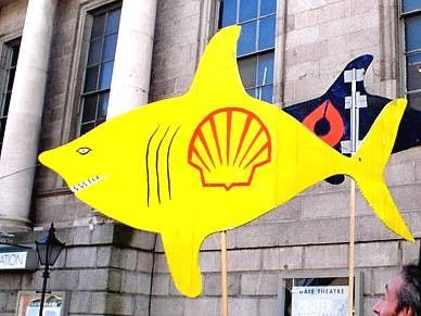 Shell Shark Out Of It's Depth - In Irish Waters